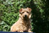 NORFOLK TERRIER 060